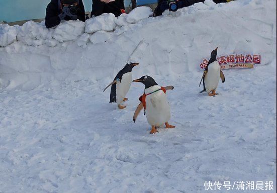 热搜第一，哈尔滨用实力告诉你他为什么是冰雪目的地搜索量最大城市