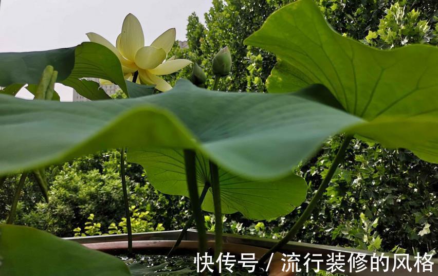 花友们|空间小养荷花就选“初玖”，花型、株型均美，省地方又好打理