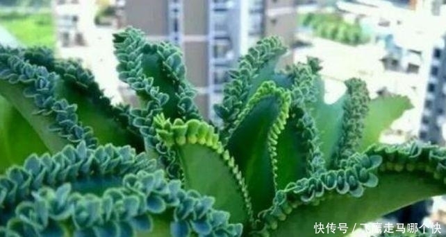 家里养此款花卉,便宜又好养,不仅花漂亮,还有迷人花香