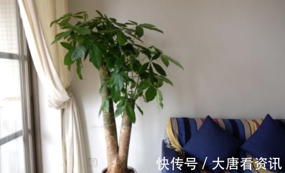 种花|“病菌”超怕的5种花，家里只要养一盆，和医院说拜拜！