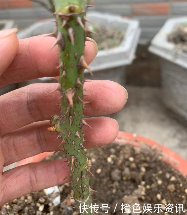 细数10种狼牙棒月季,怕刺的可绕道