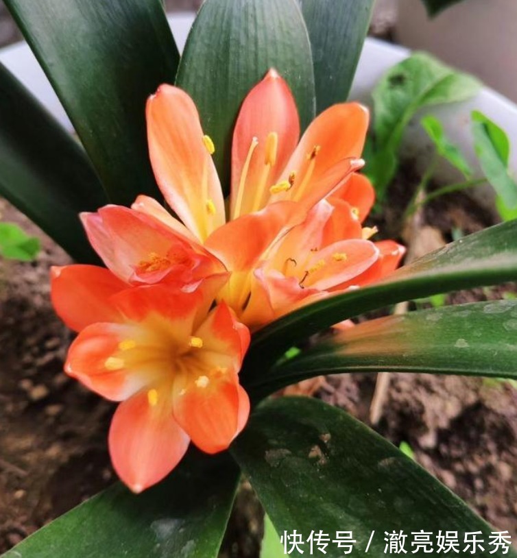 “4种花”非常适合养家里,夜里释放氧气,空气清新,助睡眠!