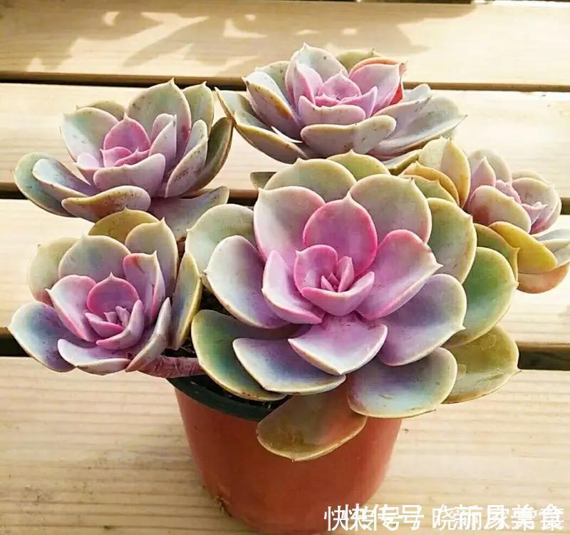 花友|养花很容易上瘾,一个“中毒太深”的花友自述,看完你还敢养花吗