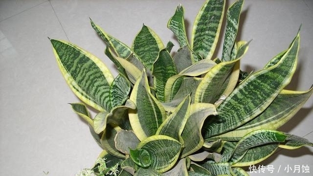 虎皮兰|记住这些虎皮兰养殖技巧,让你养的虎皮兰更加有型