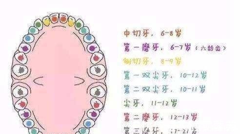乳牙|孩子乳牙迟迟不掉,大多因为食物太精细,换牙期孩子要多咀嚼!
