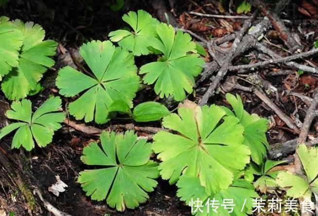 5种罕见植物,只长一片叶子一根茎,价值却很珍贵早看早知道