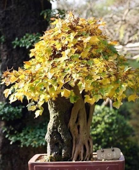 养“银杏树”不用买,1粒“果核”埋土里,30天发芽,快速成盆景