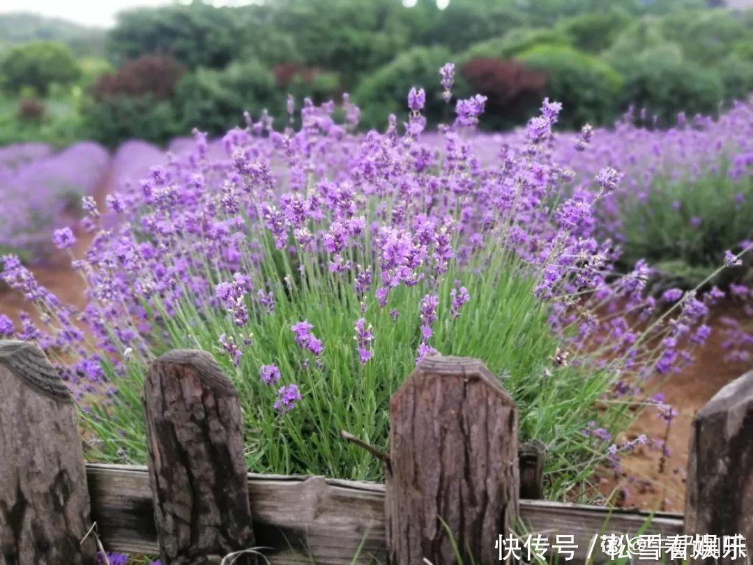 种花|3种花浑身都是宝，能炒菜能煲汤，养在屋里香气飘飘！