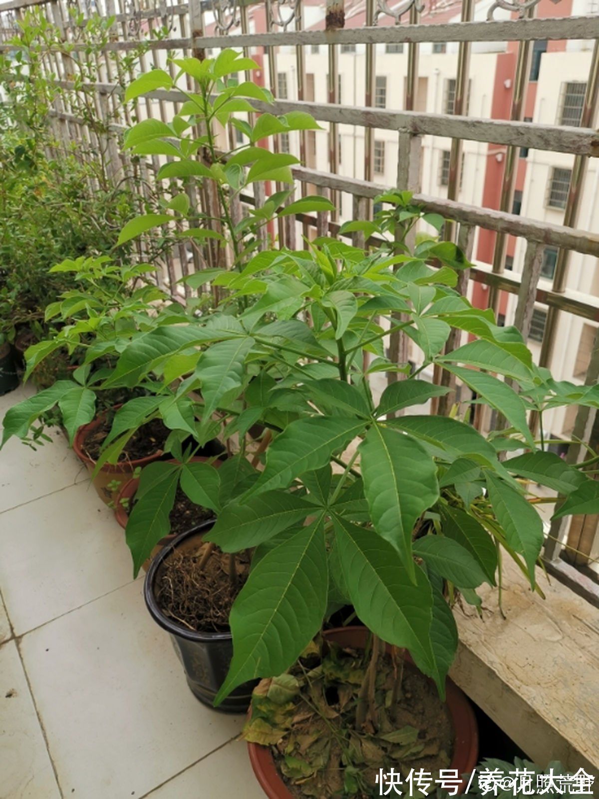 养花新手玩盆景?这5种再合适不过了,个个养成艺术品