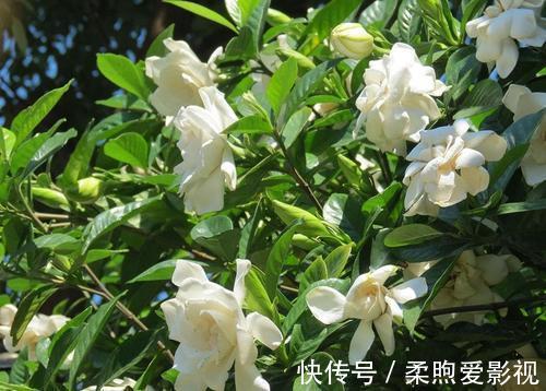 卧室|卧室养3盆花,大气好养又好看,还能改善睡眠,值得拥有