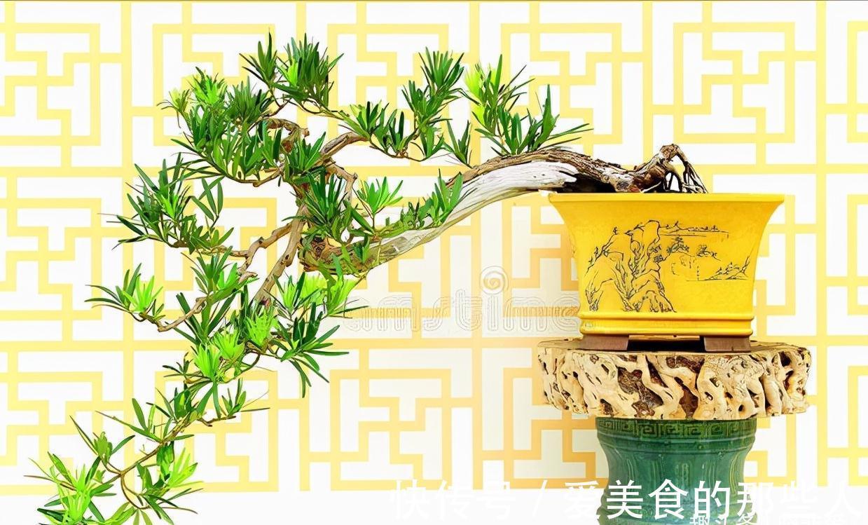 7种“吉祥果”，家里种一棵，喜气洋洋又“富贵”