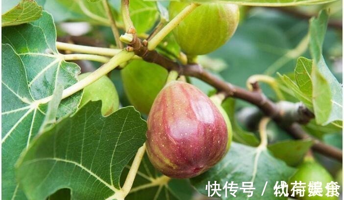 腰腿|老年人应该多吃此3种“零食”,贵是贵了点,多吃腿脚灵活不显老