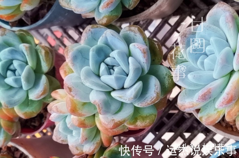 浇水|夏天不敢给多肉浇水?一个小妙招,轻松解决难题,适合新手和懒人