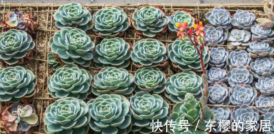 多肉|天热玉蝶会摊大饼,该怎么办?办好3件事,长出莲花头