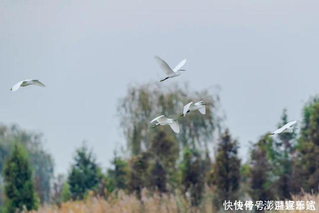 河畔|白鹭嬉戏，河畔斗舞！台儿庄运河湿地景色迷人，惹人醉！