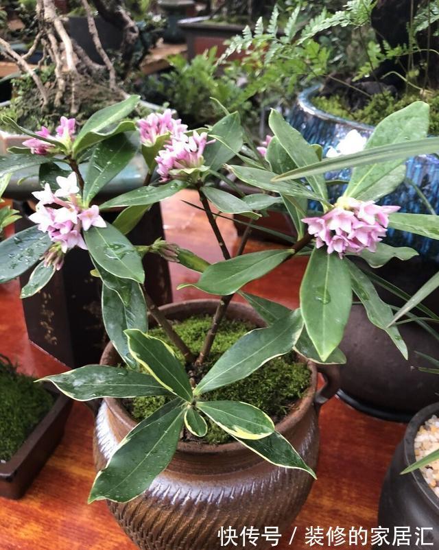 浇水|5种“漂亮花”,穷养“美状态”,小花盆少浇水,越养越精神