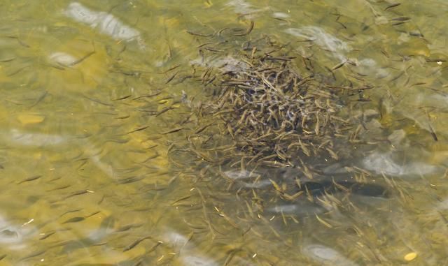 动在水的表|钓白条有技巧,并不是使用腥饵那么简单,想钓得好这几点尤为重要