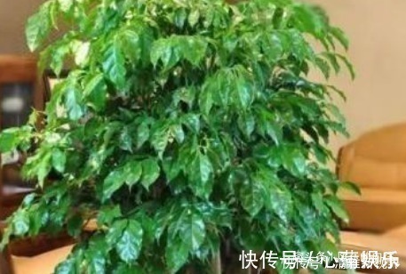 平安树平安树|自带“财气”的3种花,家里一定要养,添福添吉日子越过越红火