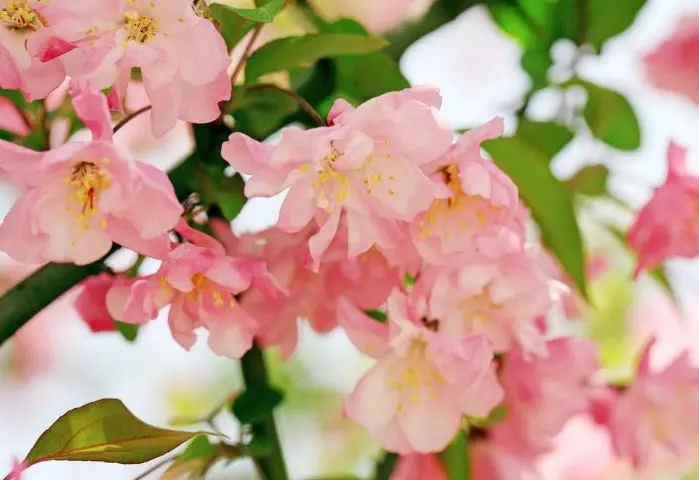 此花生命力顽强,是坚强的象征,是花中的神仙