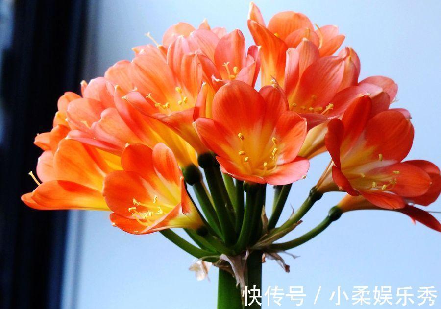 授粉|“掐准”时间养君子兰,花期延长20天,花箭猛窜,花枝泛滥