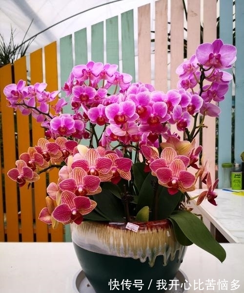 3种“贵族花”,盆盆价值几百元,颜值虽出众,但真不舍得买!