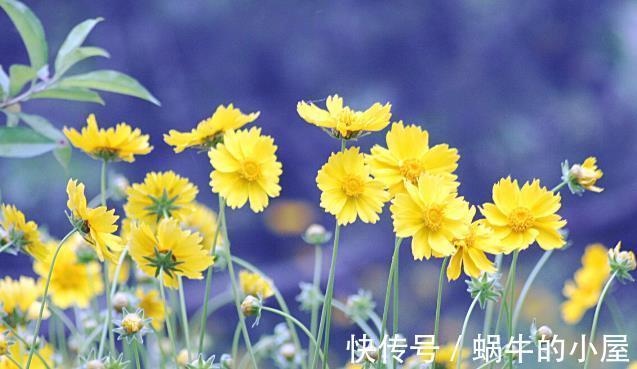 栽种|九月，很多养花人要笑了，因为7个好消息接踵而来