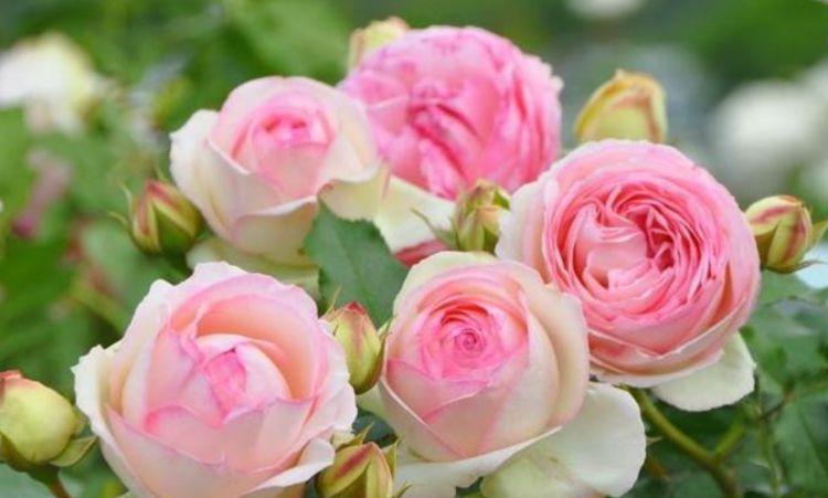 4种花香味十足,好远都能闻到”它“的香,名字也好听,尤其第2种