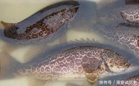 菜市场公认的“金牌”淡水鱼,价格便宜营养高,就连钟南山都喜欢