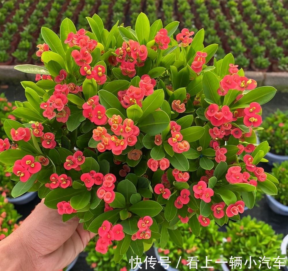 九种皮实花,多晒少管长得好,养成老桩更高档,绿萝没上榜