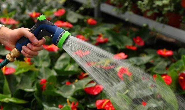 烂根|6月天浇花,就怕做错“3件事”,黄叶、烂根多,真是浇一盆死一盆