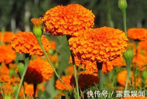 喜欢在家中养护花卉，就选择花色多样，花期长，开花爆盆的5种花