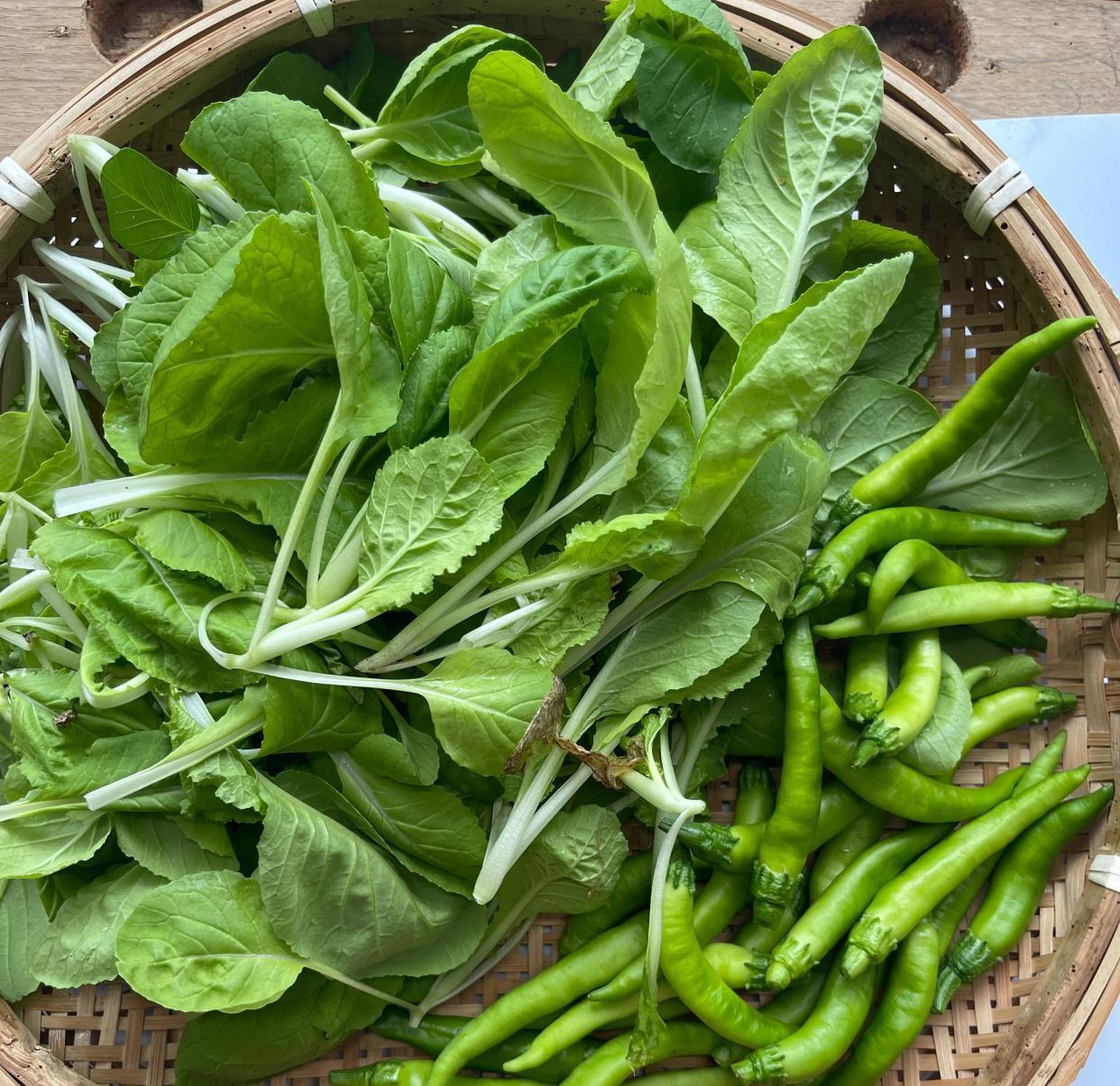 秋冬阳台可种“2种菜”，长势特别好，好养好看好吃很实用