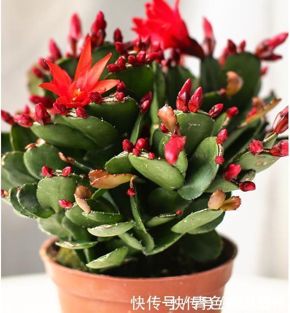 11、12月，长寿花蟹爪兰容易饿，7天喂1次，花苞挤着长