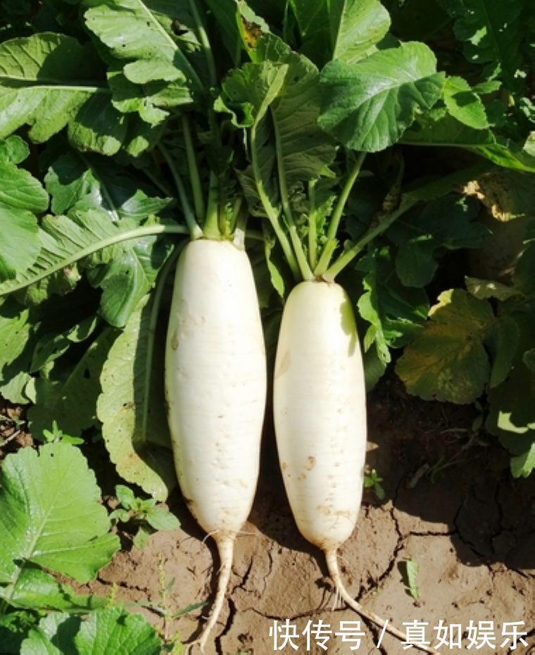 白萝卜青萝卜红萝卜区别大,营养做法都不同,不懂别乱吃了