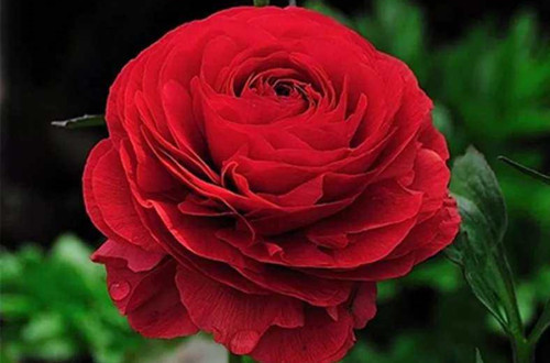 这花“便宜”又好养,给点光就“爆盆”,开花100天,像牡丹玫