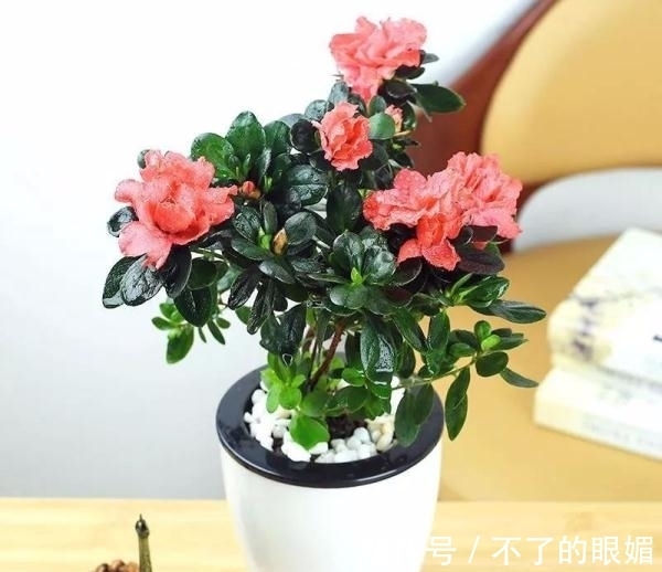 初春养花担心养不活,教你几个小妙招让家里的花生机勃勃