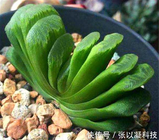 朋友养多肉年年挂一半，只用了1招，饱满水灵，度夏越冬超简单