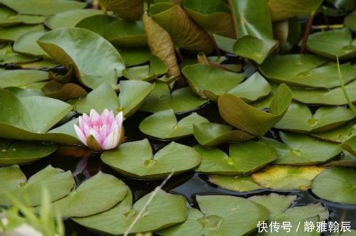 甜蜜蜜|下半个月，月老提携，缘分开始逆转，如愿遇到真爱情的4大生肖