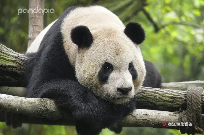  小龙女|当大熊猫遇上《神雕侠侣》