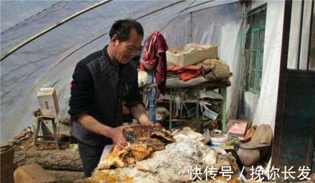 王承德|5年前,捡到140斤太岁,卖了300万一夜暴富的辽宁农民,近况如何