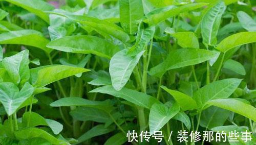 采收|夏季怎么盆栽空心菜?了解几点,长得又快又好,种一盆能吃一夏天