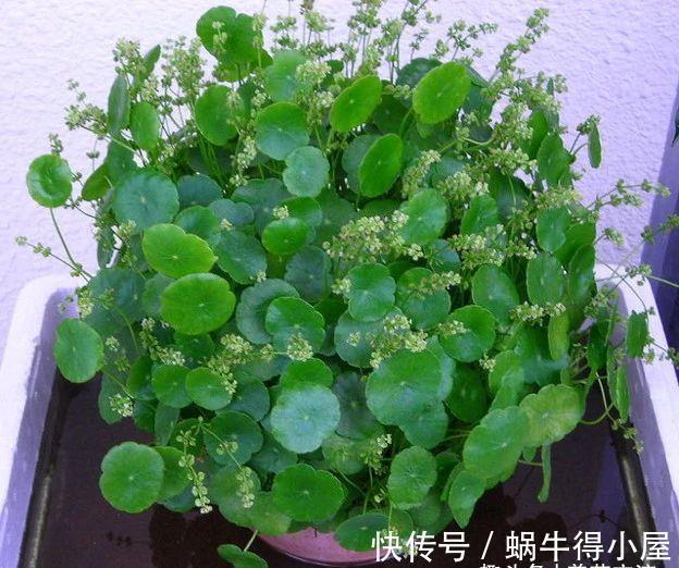 新手|水陆两栖的铜钱草,掌握三大技巧,园艺新手也能养好它
