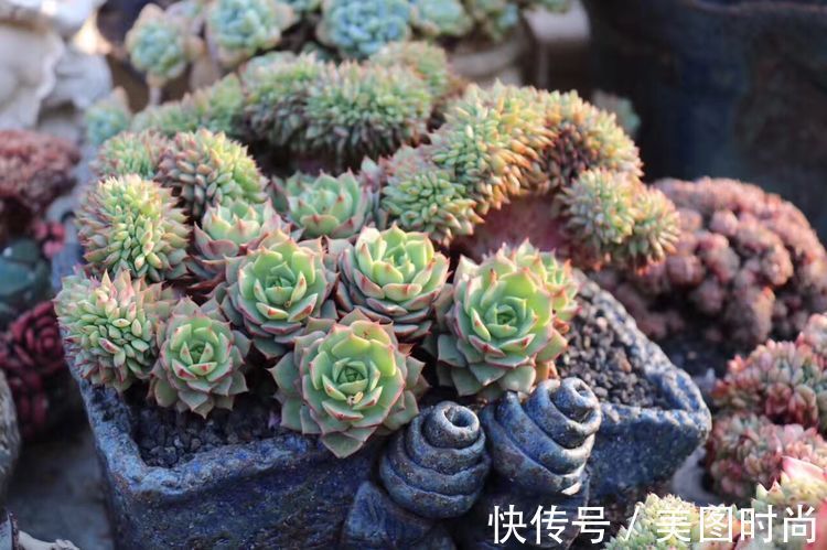 花草|历时一年,在31楼打造300㎡“屋顶花园”,如今美成了仙境