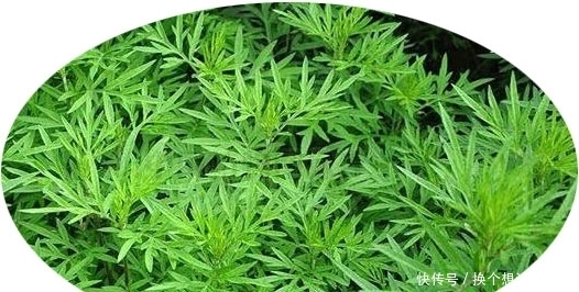 黄渤爱吃野菜,但野菜怎么做?得看汪曾祺!|青书单| a8748