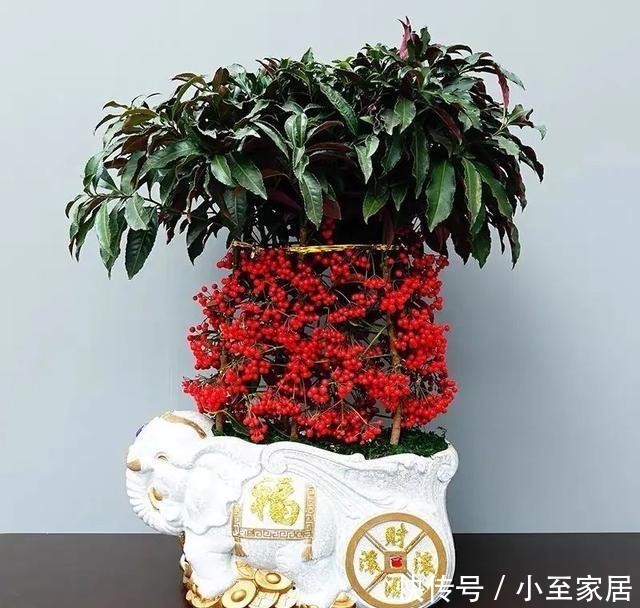 观赏价值|适合冬天养的12种花,家里养几盆,生机盎然,美如仙境!