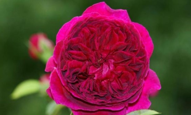 牙签苗纤细瘦弱,怀疑它是否能开花,但却总能给人惊喜