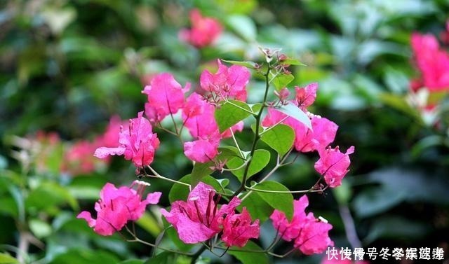 修剪|想让三角梅快速复花，修剪后别忘记做2件事，否则开花又要等好久！