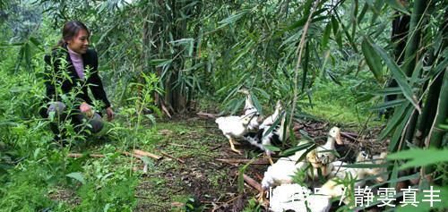 虾米@闹了蝗虫怎么办?范仲淹说:可以晒干当虾米吃 只是东南人不吃