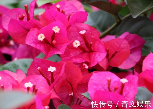 花期超长的5种花卉,超级漂亮,养护容易易开花,花香超级棒