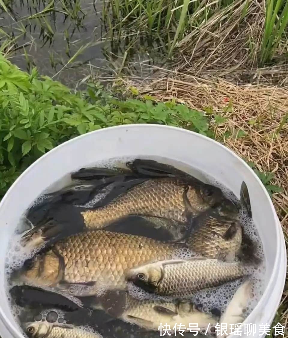 窝里鱼很多就是不开口?分析不开口原因,解决后大概率狂口!